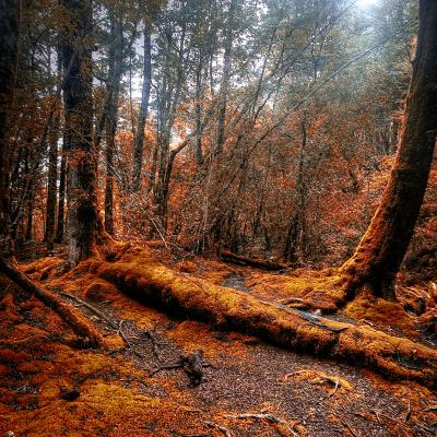 Autumn Fire