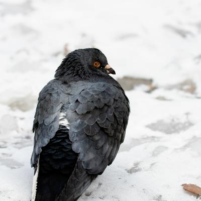 Birdy