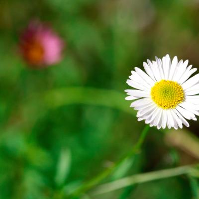 Daisy
